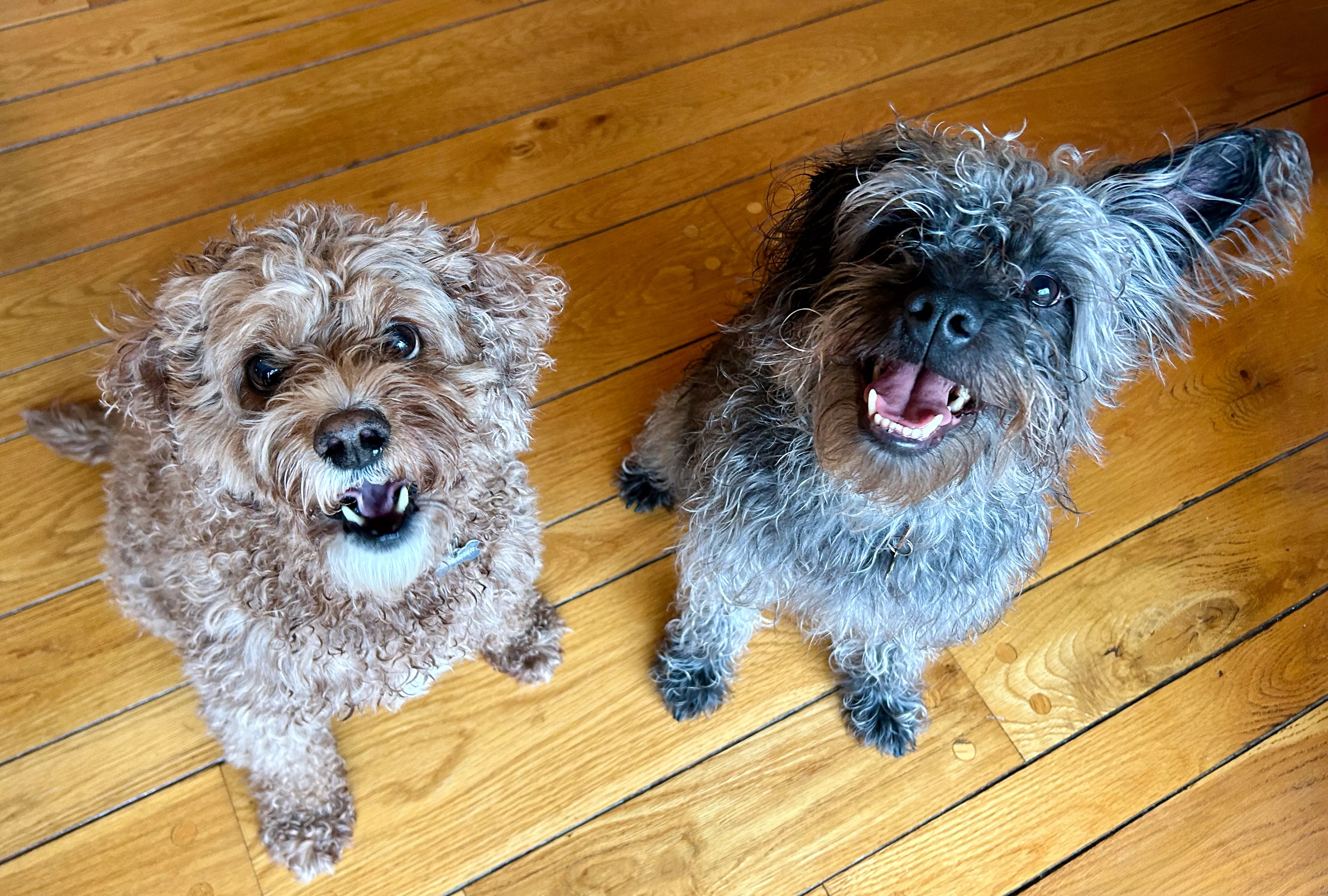 Two dogs looking up.