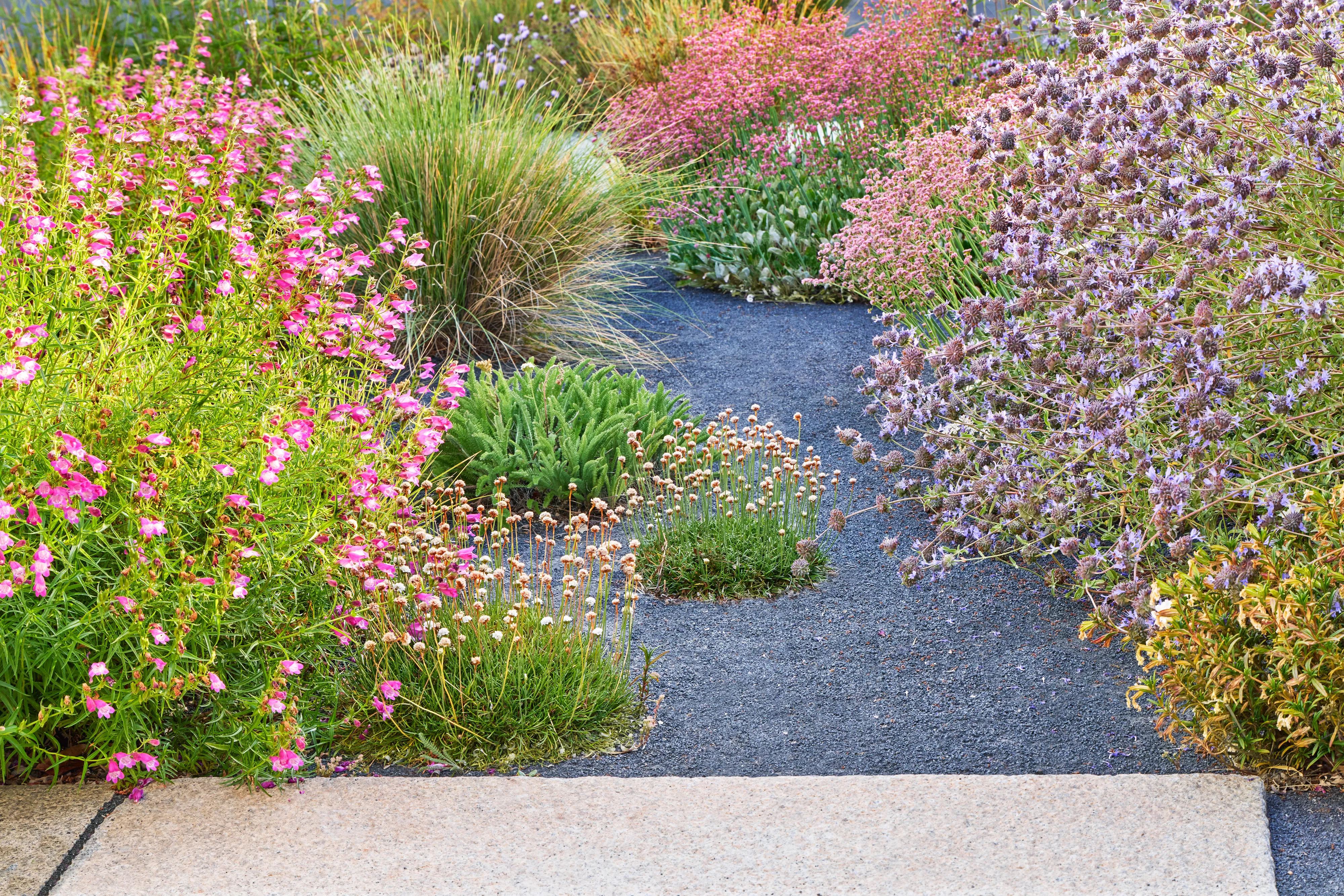 flowers lining a gravel path from Terremoto landscape design firm