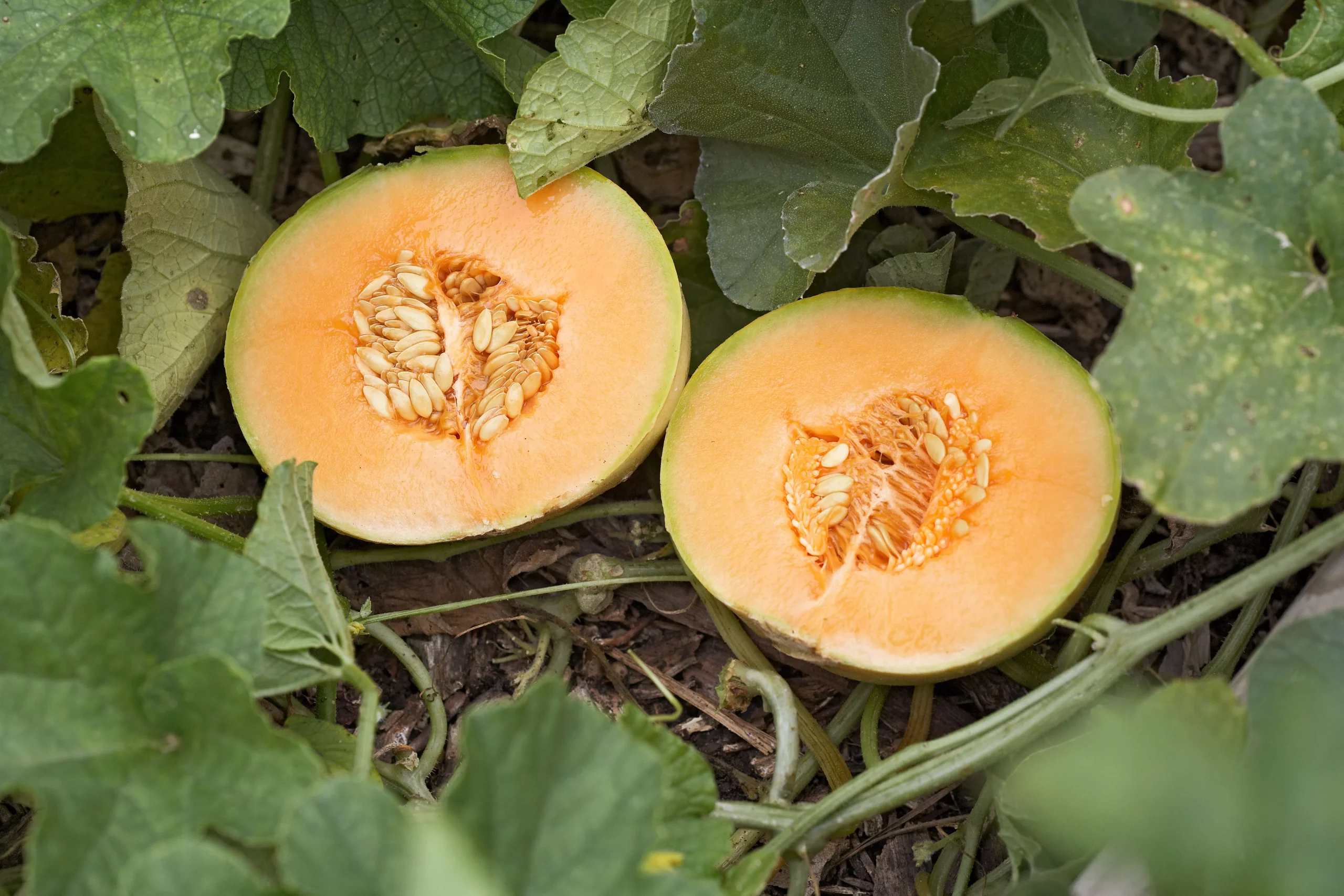 Tips for Growing Cantaloupe That’s So Juicy It’s Worth the Effort