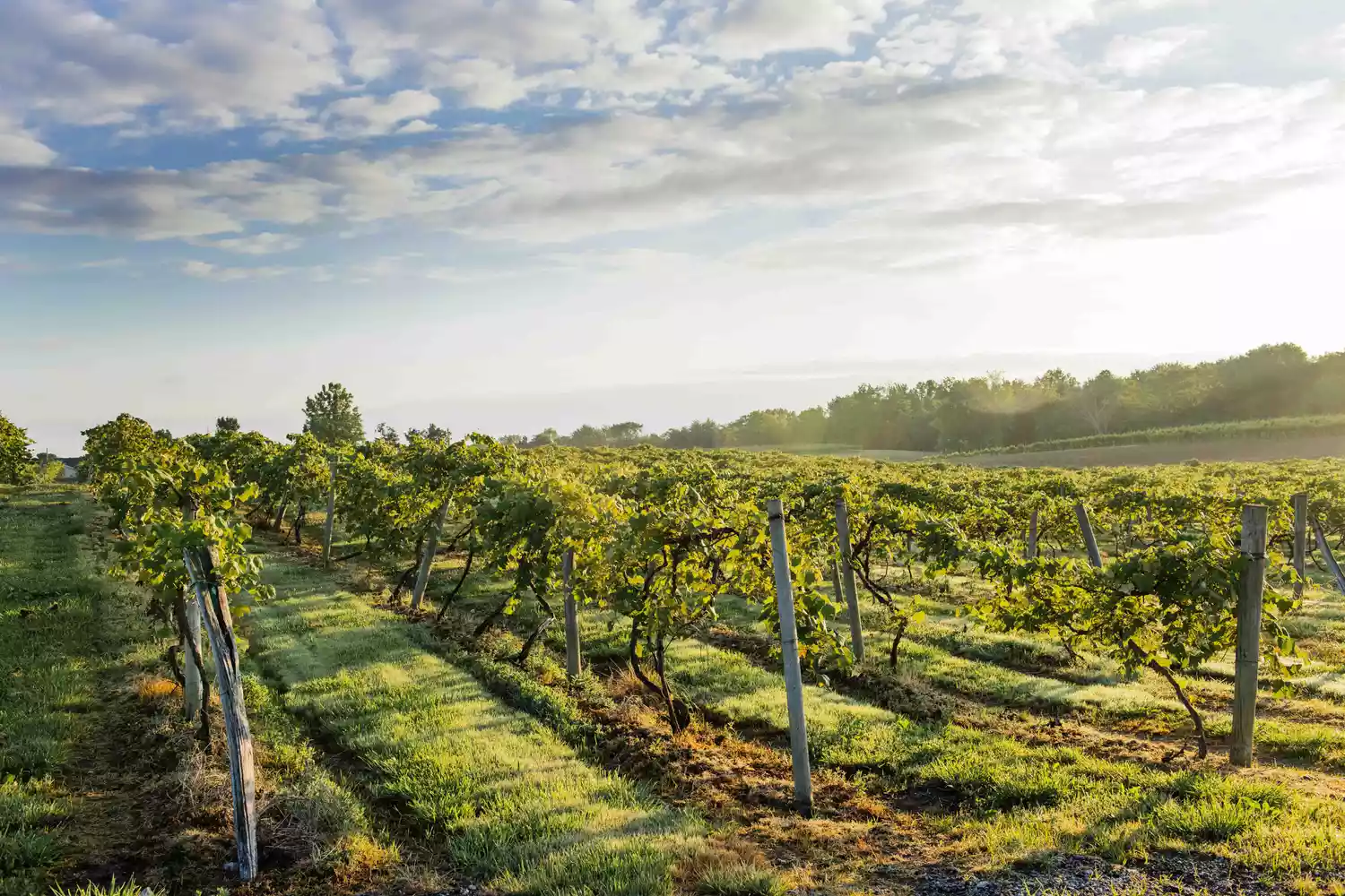Why Ohio’s Grand River Valley Is the Next Wine Region to Watch