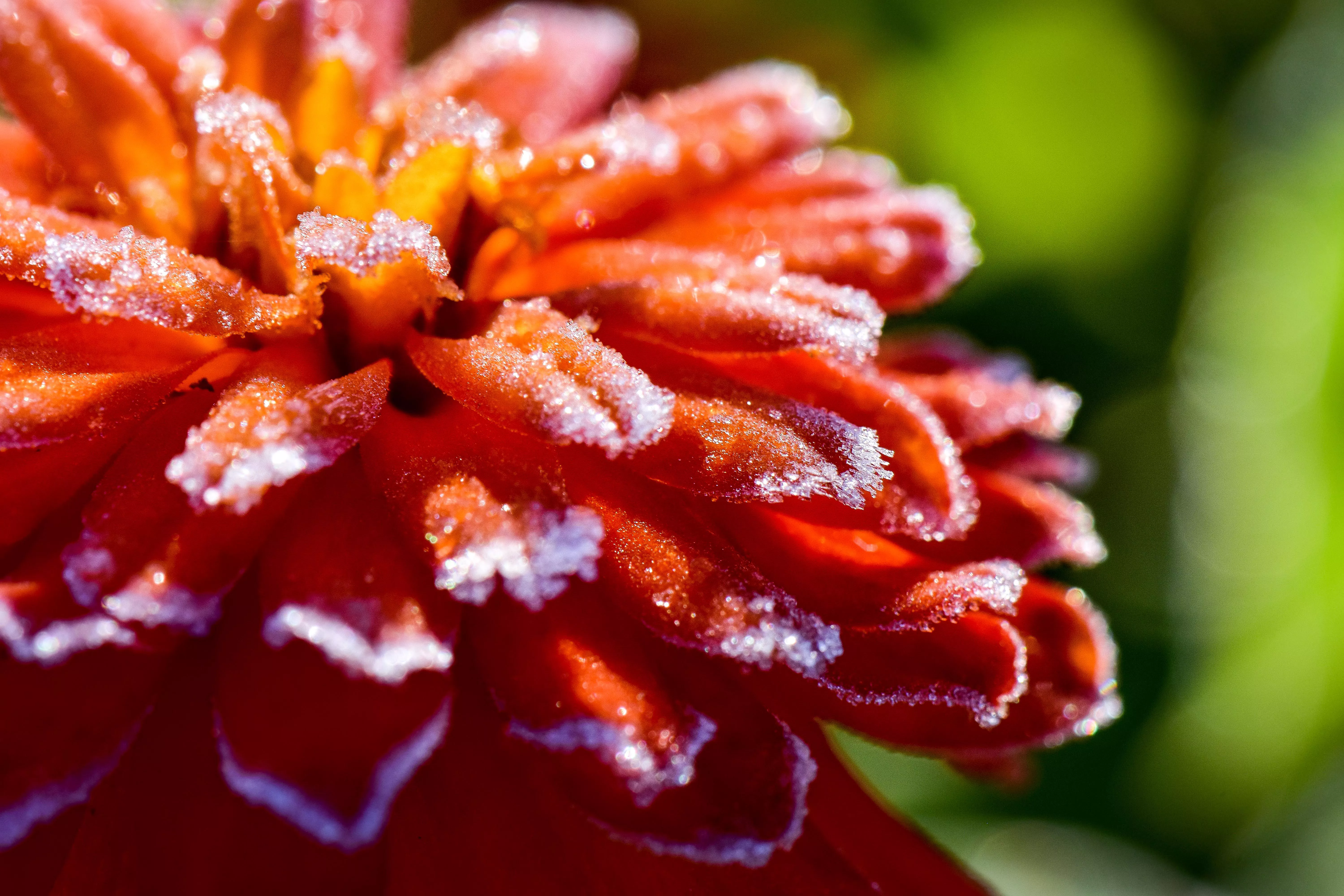 close up of zinnia with frost on petals