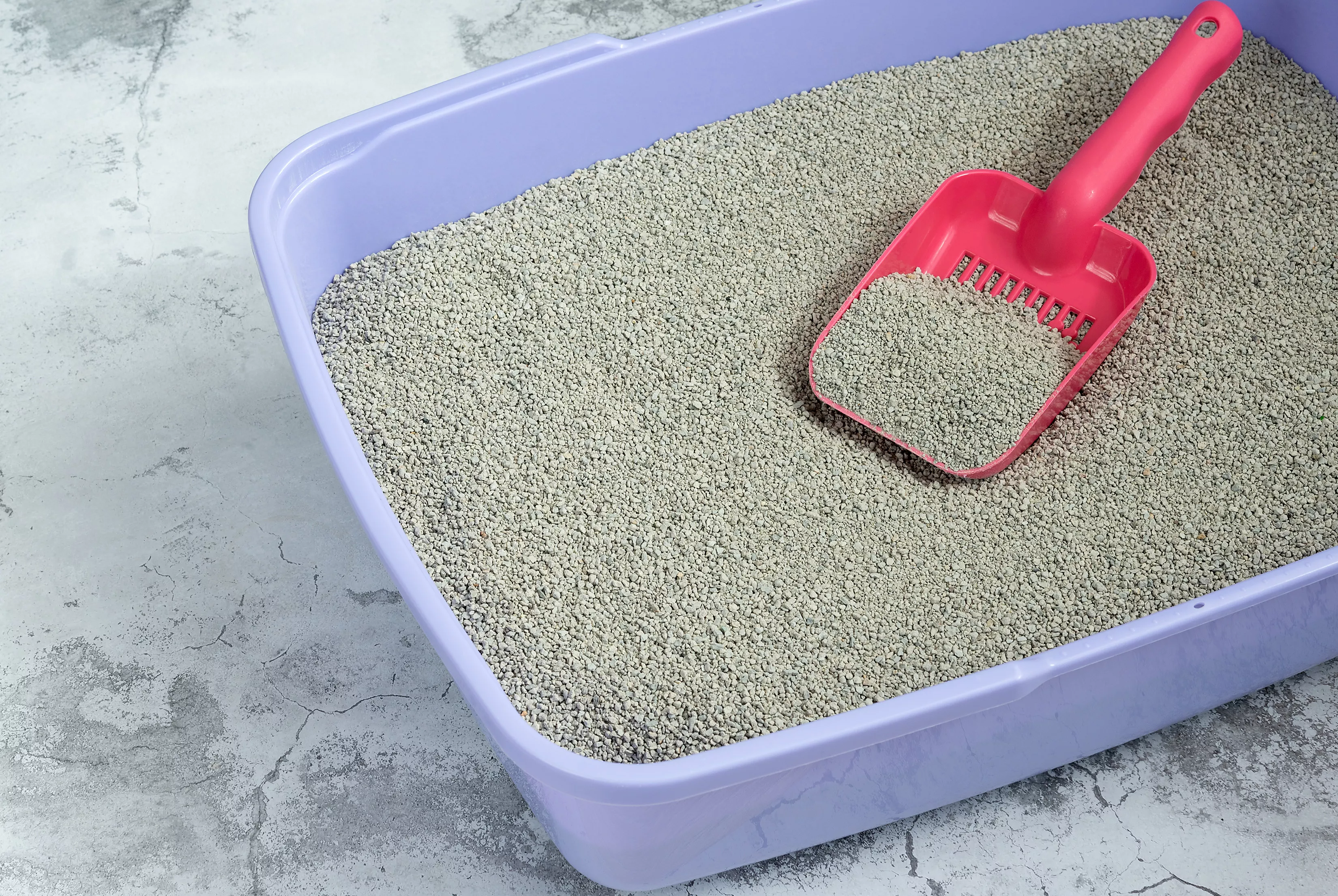 litter box with pink scoop