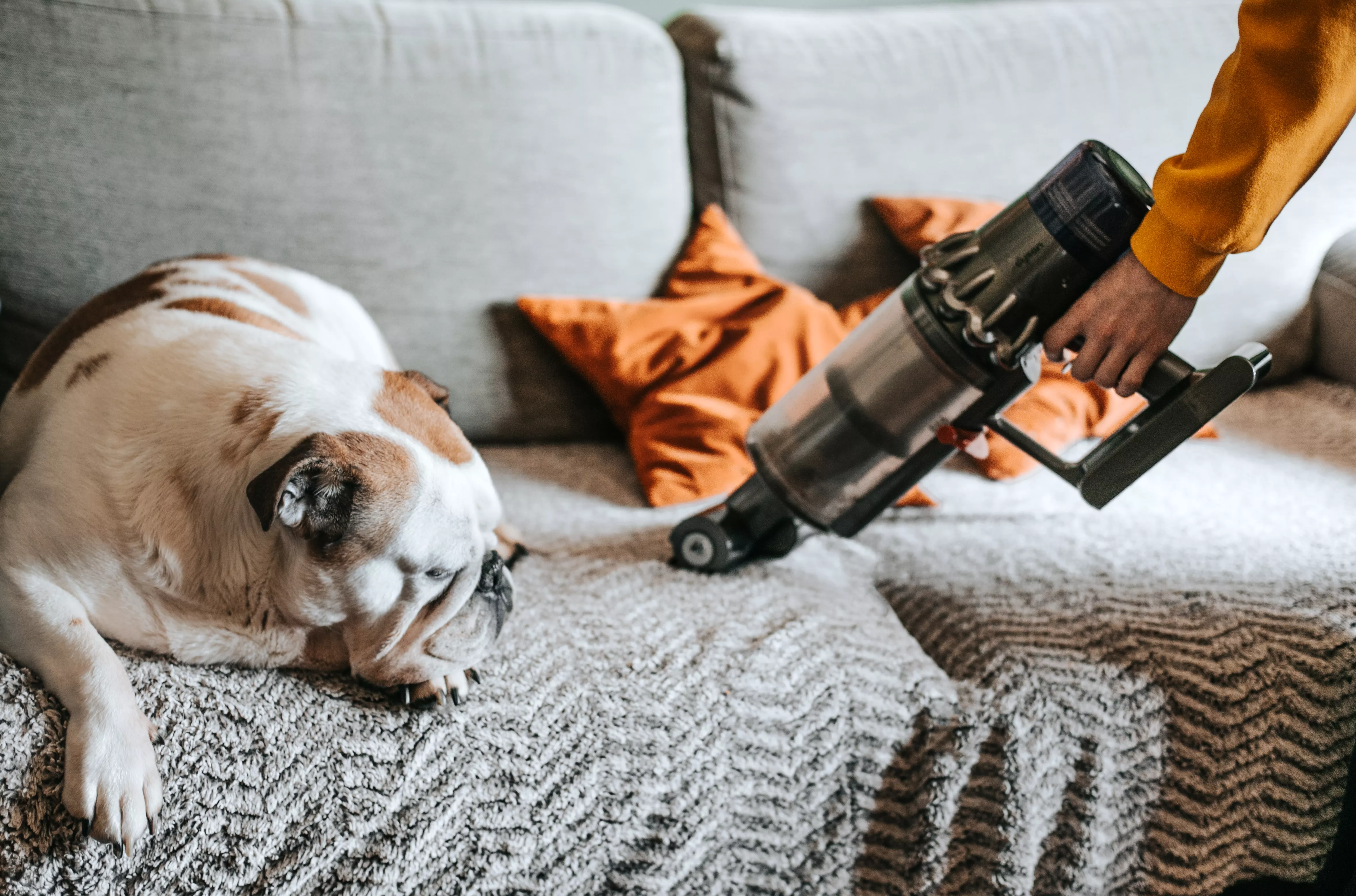 dog sitting on sofa as owner vacuums couch