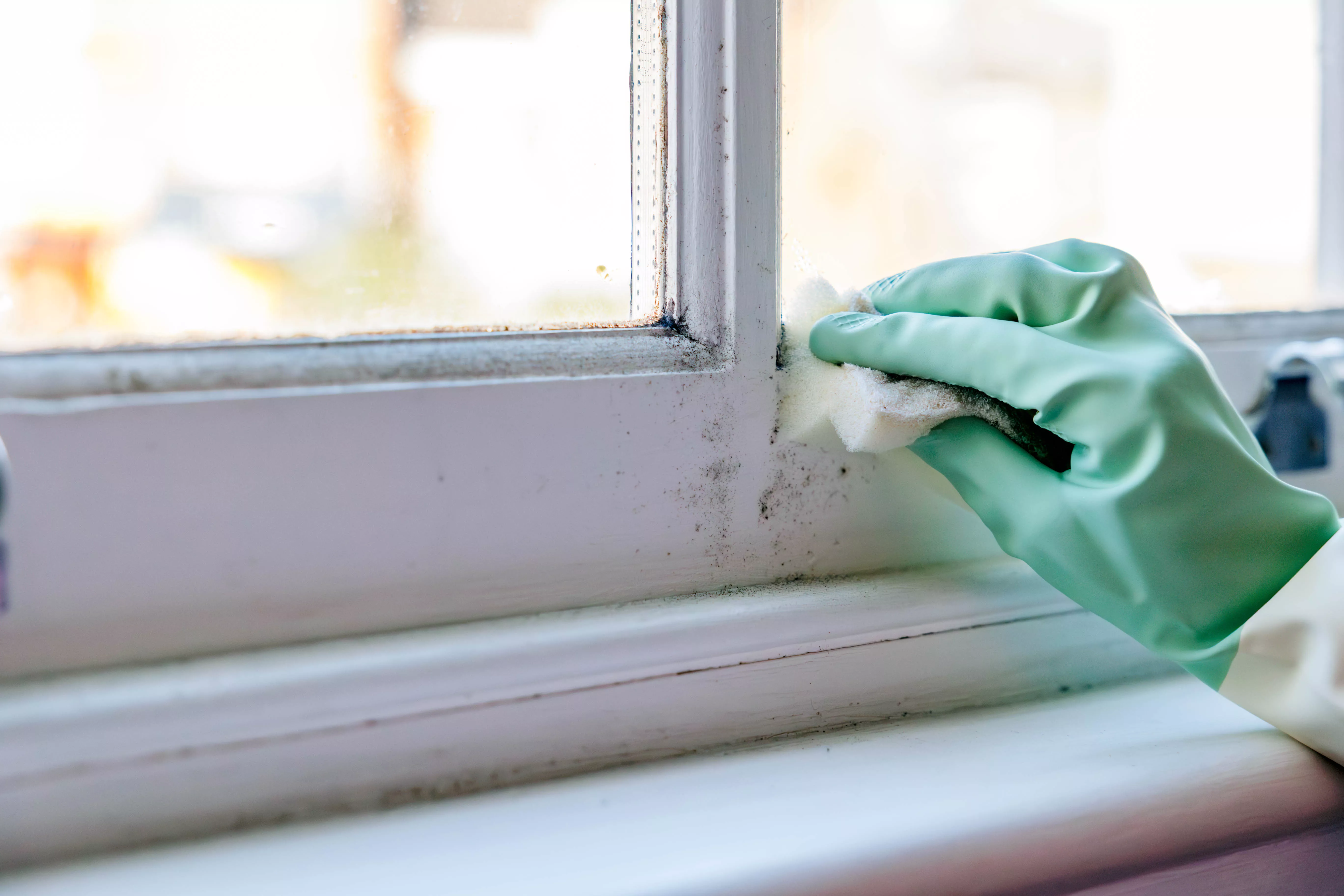 A hand in a rubber glove cleaning mildew from a wooden window frame with a sponge
