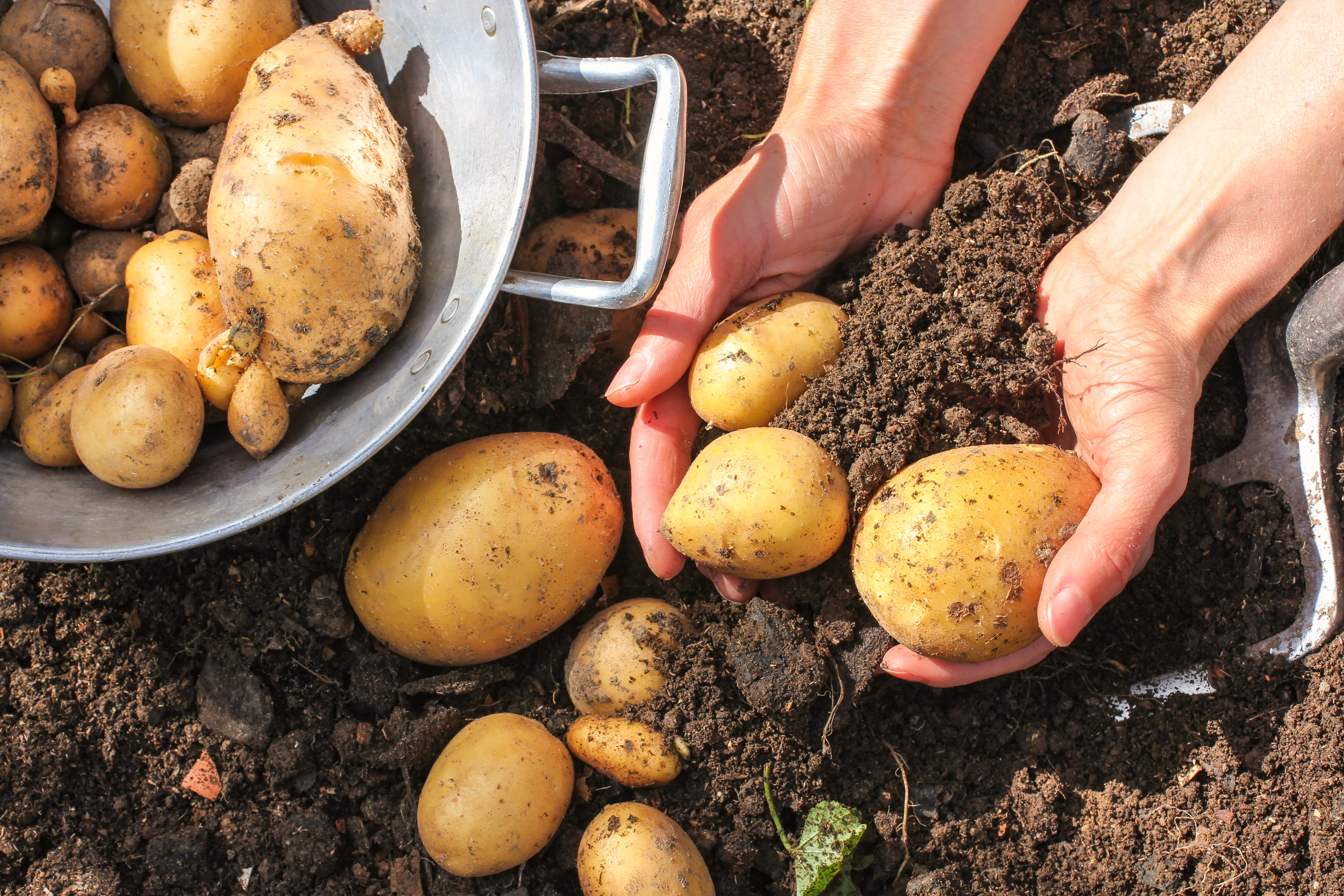 how to harvest potatoes