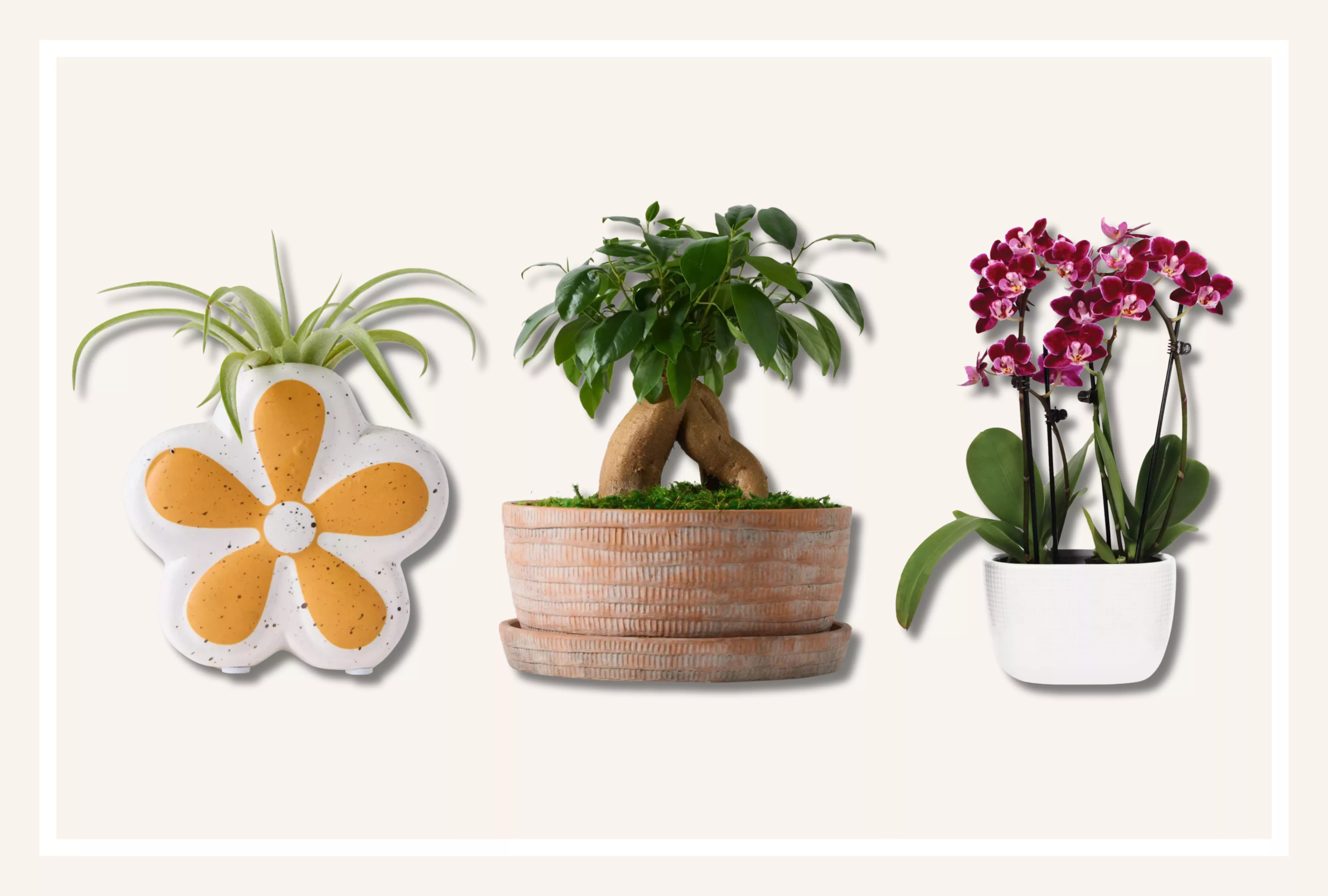 three plants from target, one in an orange flower vase, one in a terra-cotta vase, and orchids in white vase 
