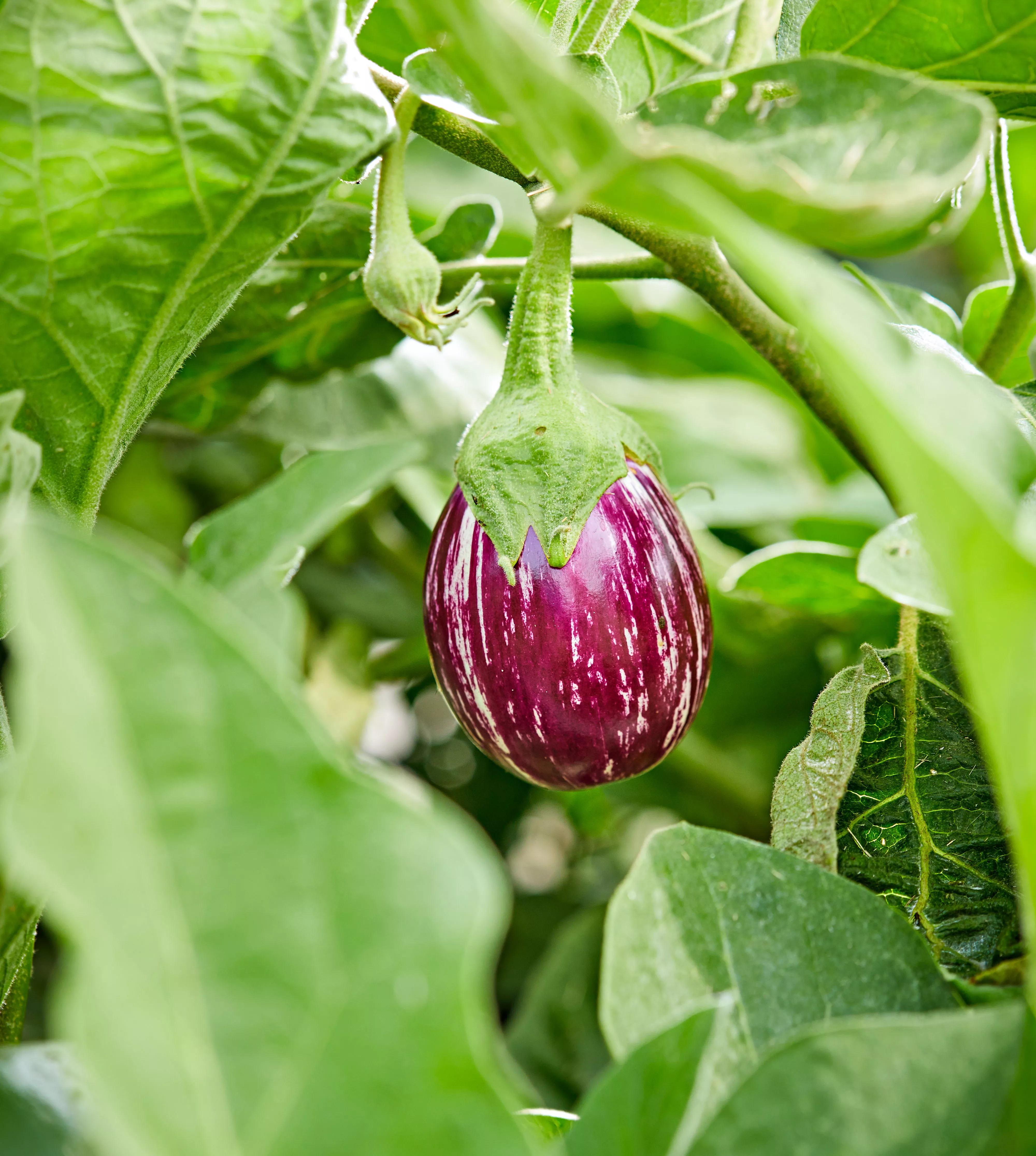 Eggplant growing
