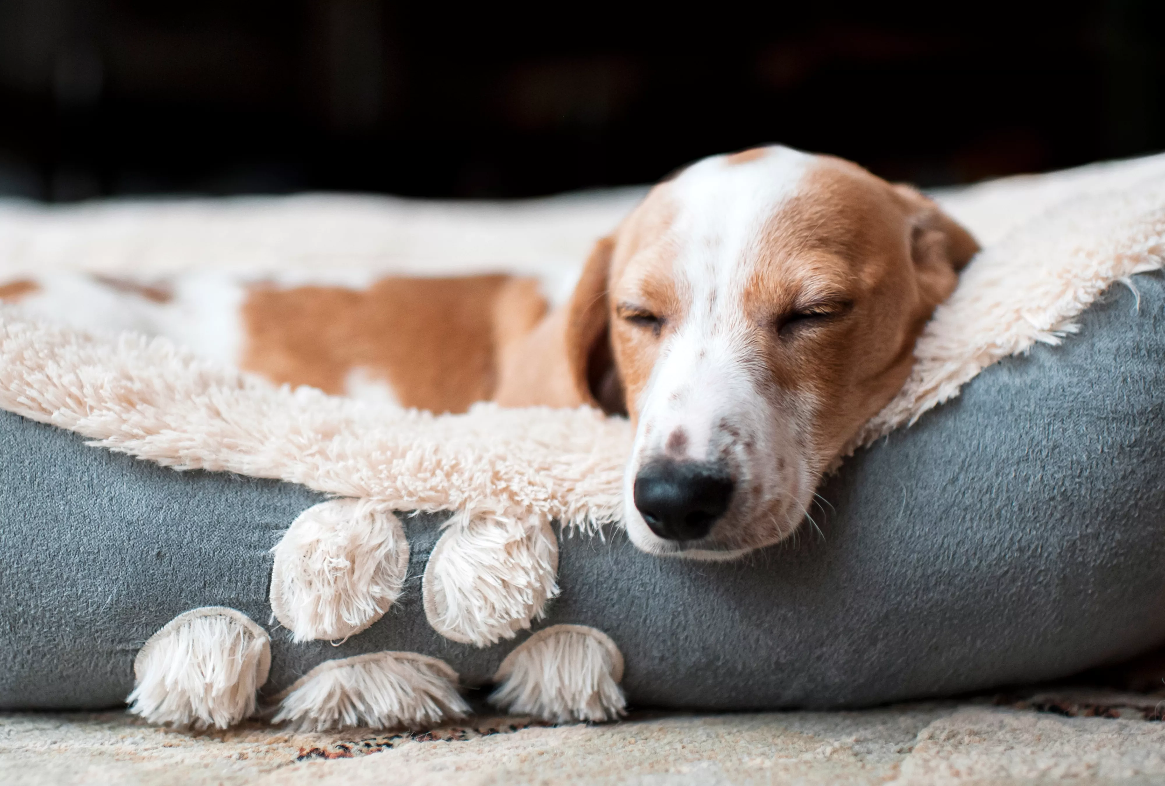 Dachshund puppy sleeping cozy at home in his dog bed