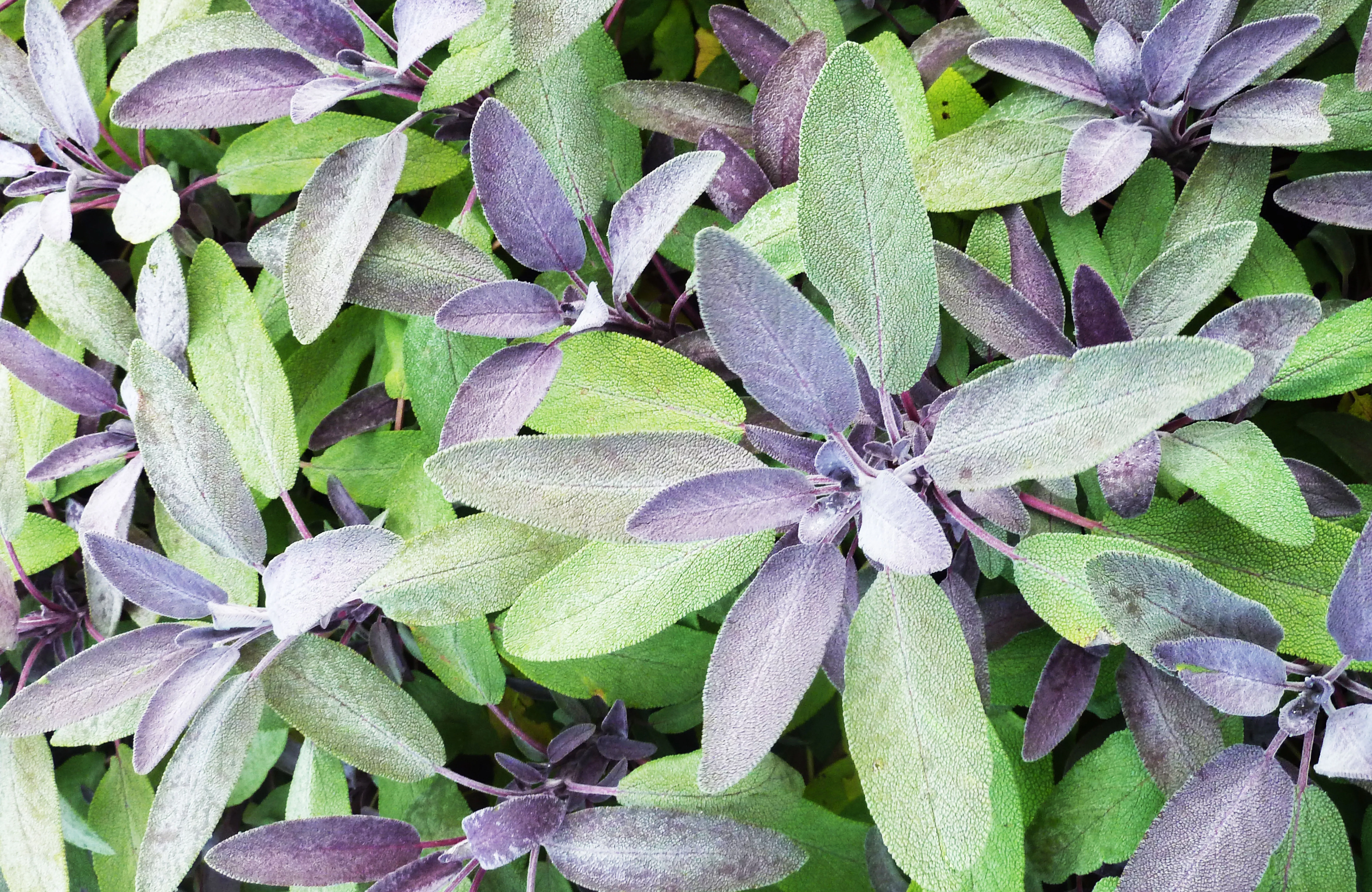 Sage