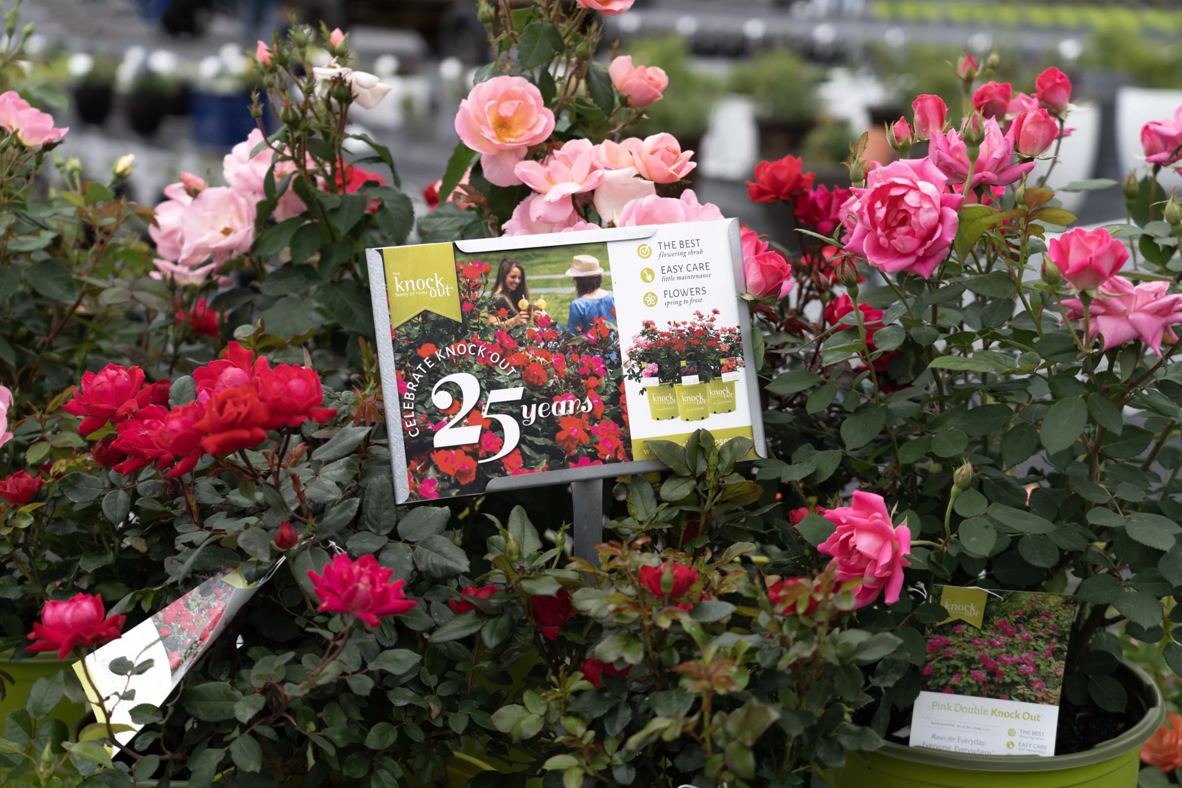 25th anniversary knockout rose