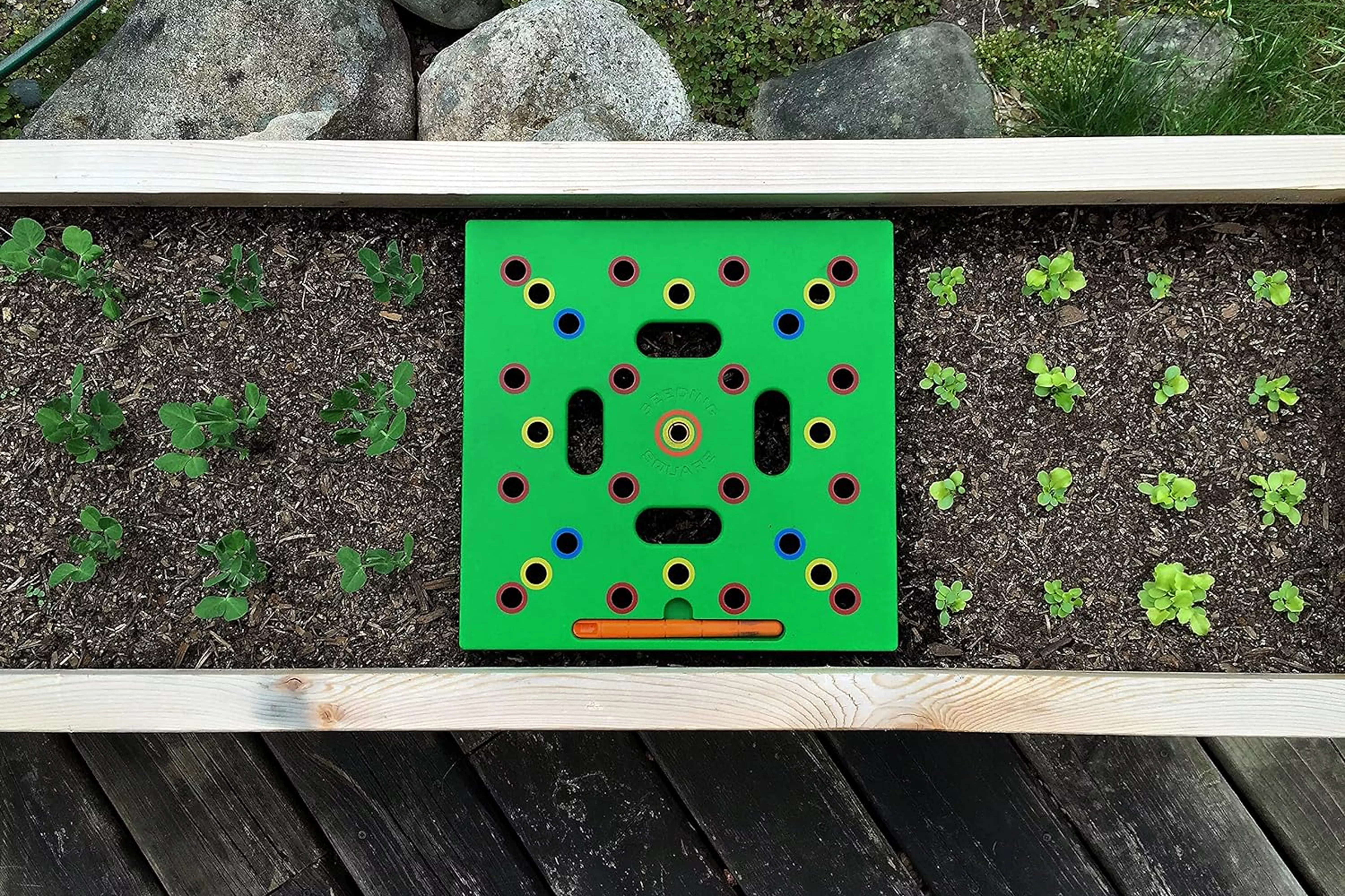 A garden bed with seedlings, a green planting grid tool with holes for spacing placed in the middle