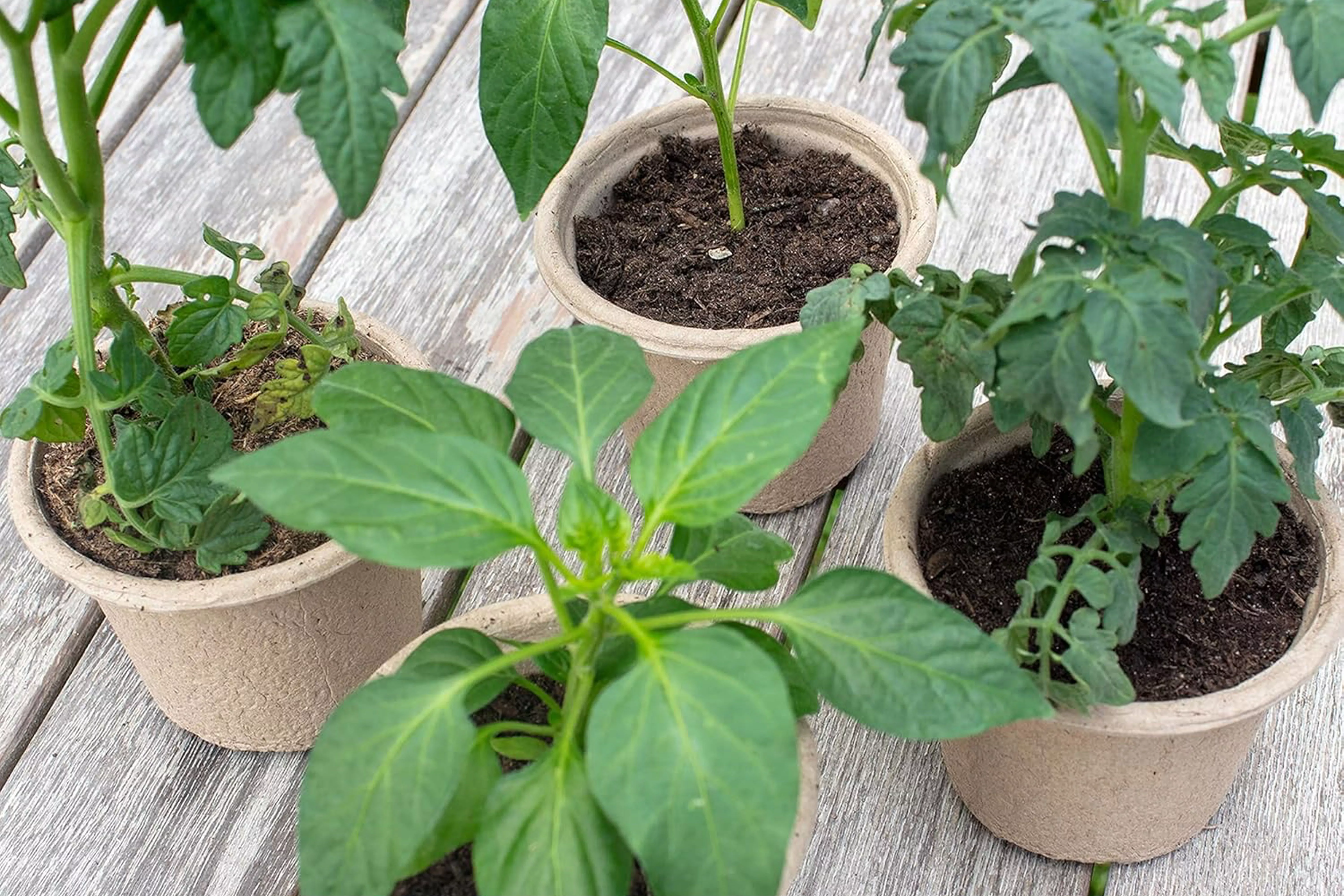 UPDATE (2) Seed Season Must-Haves