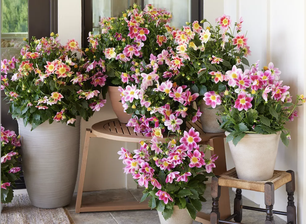 The ‘Summer Bees’ Dahlia Is a Bold Bloom That Attracts Helpful Pollinators—and It’s Under $30