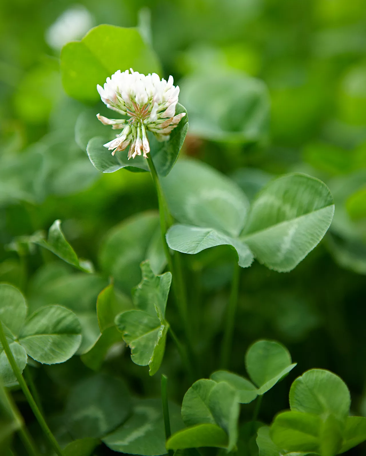 How to Get Rid of Clover in Lawns