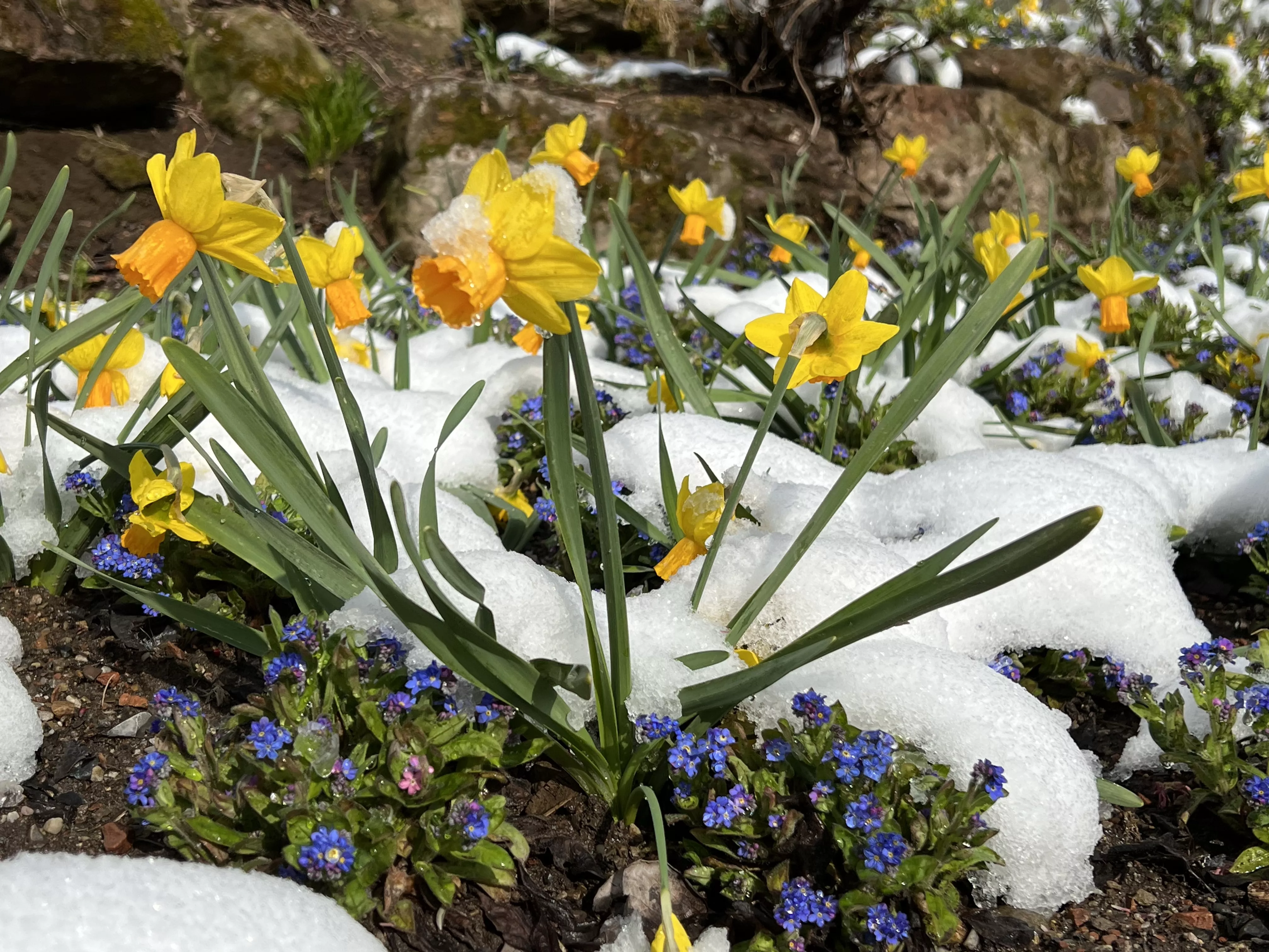 Yellow daffodils partly covered with snow